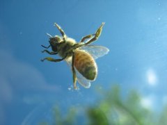 bee