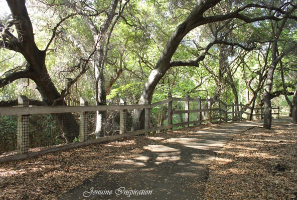 The Trail from the Other Side
