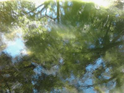 Whispering Reflections