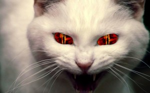 evil-cat