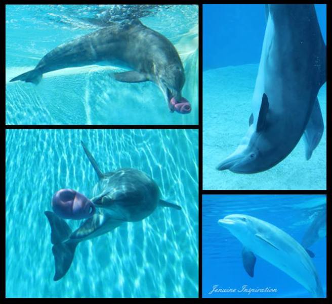 Dolphin Collage