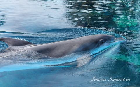 Dazzling Dolphin