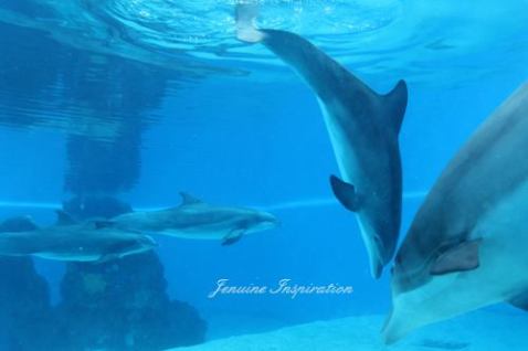 Dolphin Friends