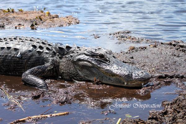 Lazy Alligator