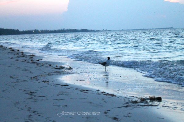 seagull's morning bath