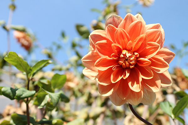 Bursting with Beauty