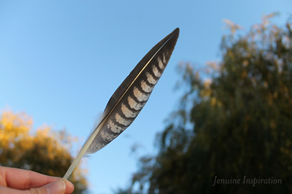 feather