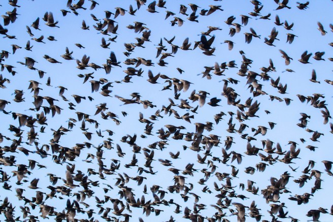 Flock of Black Birds